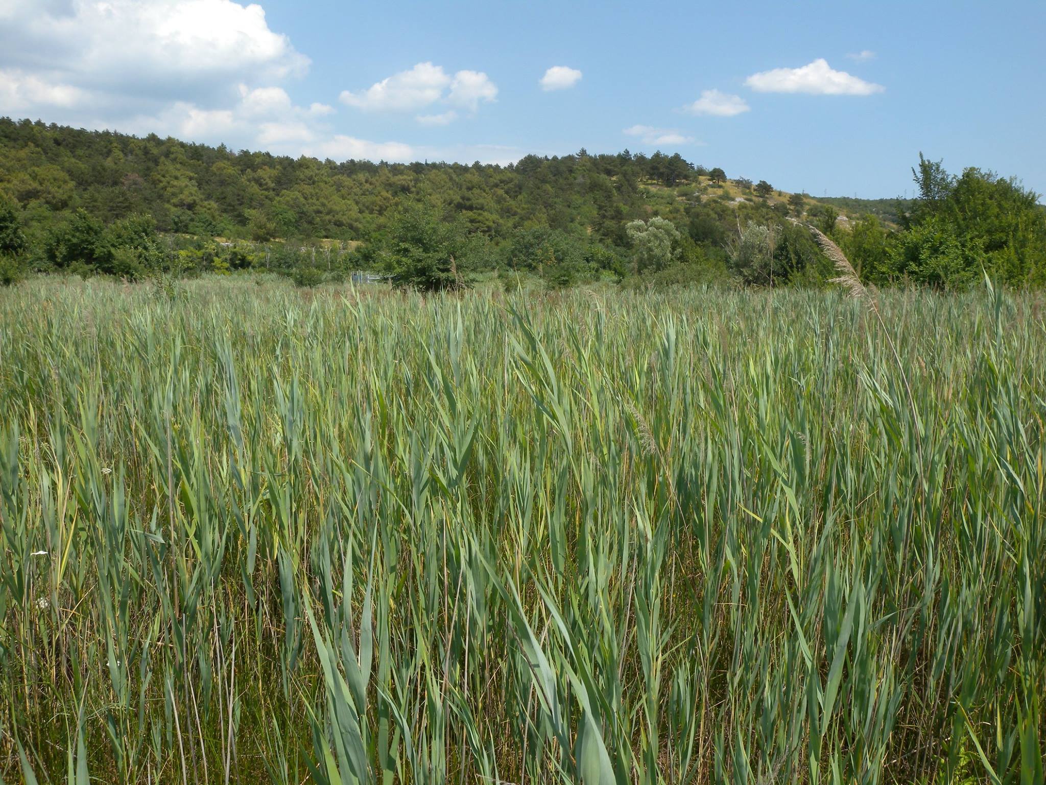 Immagine per Monfalcone, Legambiente auspica il mantenimento della tutela naturalistica al parco del Carso